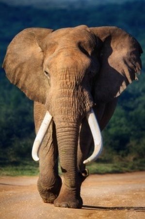 Slow elephant